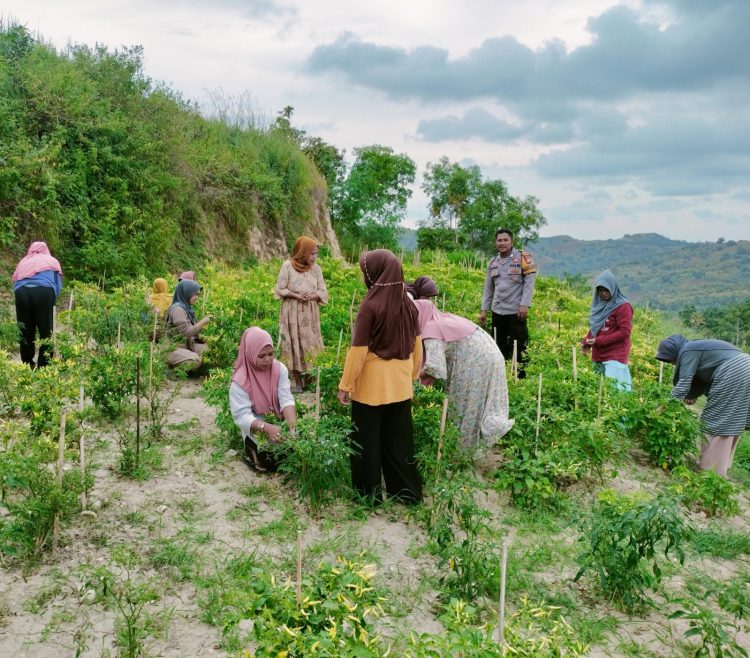 Bhabinkamtibmas Desa Pamboborang Dorong Petani Cabai Rawit Tingkatkan Produktivitas untuk Ketahanan Pangan Nasional