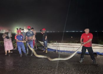 Damkar Parepare Evakuasi Ular Piton Sepanjang Lima Meter di Wattang Soreang