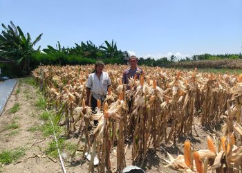 Bhabinkamtibmas Polsek Banggae Sambangi Lahan Jagung, Dorong Semangat Petani Wujudkan Ketahanan Pangan