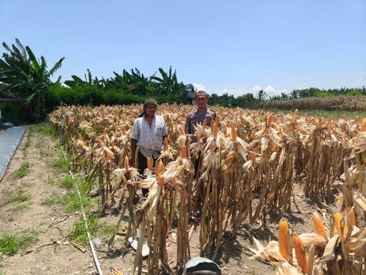 Bhabinkamtibmas Polsek Banggae Sambangi Lahan Jagung, Dorong Semangat Petani Wujudkan Ketahanan Pangan