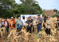 Wali Kota Tasming Hamid Pimpin Panen Perdana Jagung Jago Unhas di Parepare