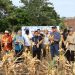 Wali Kota Tasming Hamid Pimpin Panen Perdana Jagung Jago Unhas di Parepare
