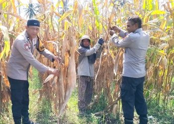 Dukung Program Ketahanan Pangan Nasional, Kapolsek Malunda Panen Jagung Bersama Petani Binaan
