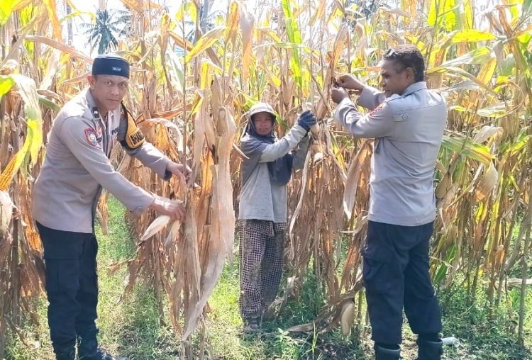 Dukung Program Ketahanan Pangan Nasional, Kapolsek Malunda Panen Jagung Bersama Petani Binaan