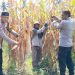 Dukung Program Ketahanan Pangan Nasional, Kapolsek Malunda Panen Jagung Bersama Petani Binaan