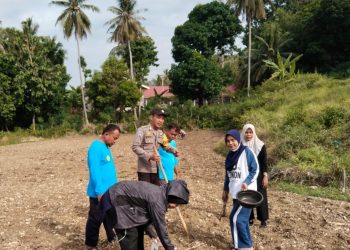 Sukseskan Ketahanan Pangan, Bhabinkamtibmas Polsek Banggae Laksanakan Penanaman Jagung Bersama Kelompok Tani Samaelo II