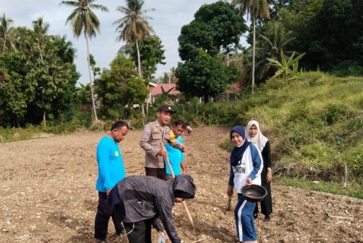 Sukseskan Ketahanan Pangan, Bhabinkamtibmas Polsek Banggae Laksanakan Penanaman Jagung Bersama Kelompok Tani Samaelo II
