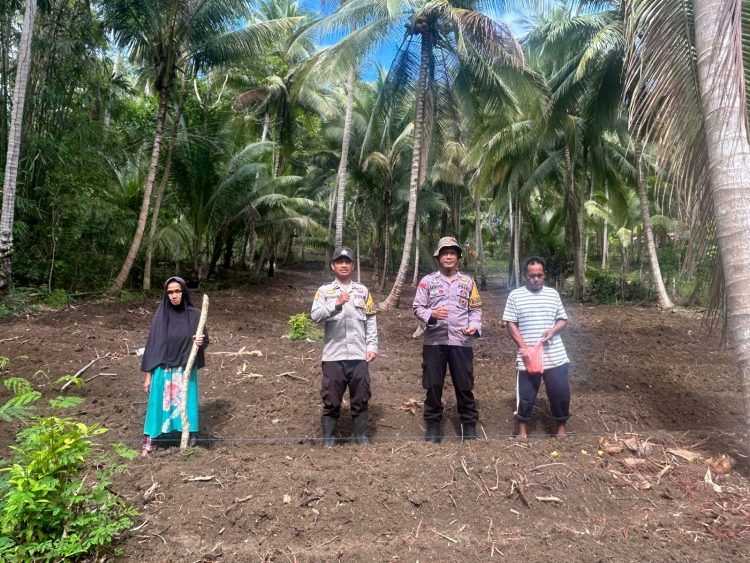 Bhabinkamtibmas Polsek Banggae Ajak Kelompok Tani Pammase Tanam Jagung Hibrida Dukung Ketahanan Pangan