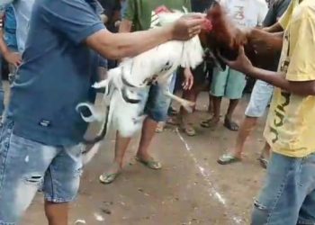 Dugaan Praktik Sabung Ayam di Barru Masih Marak, Warga Minta Penertiban