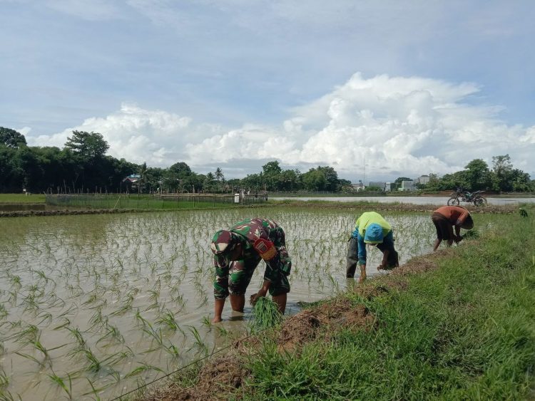 Babinsa 1405-06/Barru Dampingi Petani Laksanakan Tanam Padi Musim Rendengan 2025 di Kelurahan Coppo