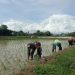 Babinsa 1405-06/Barru Dampingi Petani Laksanakan Tanam Padi Musim Rendengan 2025 di Kelurahan Coppo