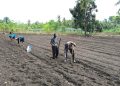 Bhabinkamtibmas Polsek Banggae Dorong Ketahanan Pangan Lewat Penanaman Jagung Bersama Warga