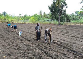 Bhabinkamtibmas Polsek Banggae Dorong Ketahanan Pangan Lewat Penanaman Jagung Bersama Warga