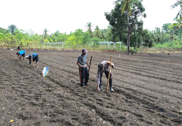 Bhabinkamtibmas Polsek Banggae Dorong Ketahanan Pangan Lewat Penanaman Jagung Bersama Warga