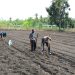 Bhabinkamtibmas Polsek Banggae Dorong Ketahanan Pangan Lewat Penanaman Jagung Bersama Warga