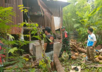 ANGIN KENCANG TERJANG MAJENE,DUA RUMAH WARGA TERTIMPA POHON KELAPA