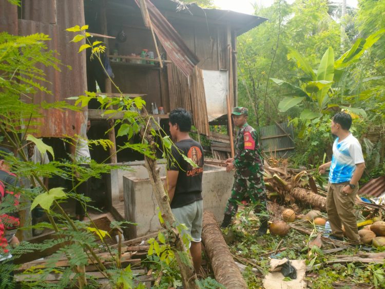 ANGIN KENCANG TERJANG MAJENE,DUA RUMAH WARGA TERTIMPA POHON KELAPA