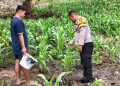 Dukung Ketahanan Pangan Nasional, Bhabinkamtibmas Polsek Pamboang Polres Majene Pantau Lahan Jagung Warga di Dusun Puare