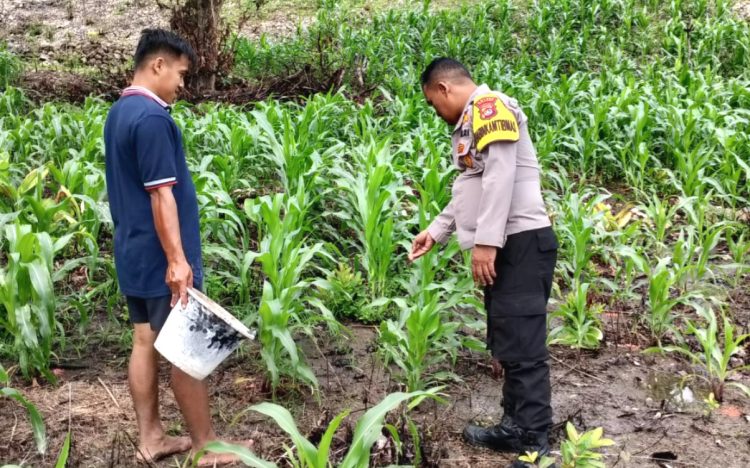 Dukung Ketahanan Pangan Nasional, Bhabinkamtibmas Polsek Pamboang Polres Majene Pantau Lahan Jagung Warga di Dusun Puare