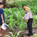 Dukung Ketahanan Pangan Nasional, Bhabinkamtibmas Polsek Pamboang Polres Majene Pantau Lahan Jagung Warga di Dusun Puare