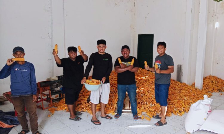 Dukung Swasembada Jagung, BBTPH Dinas TPHP Sulbar Genjot Produksi Benih Jagung Komposit dan Jagung Pakan