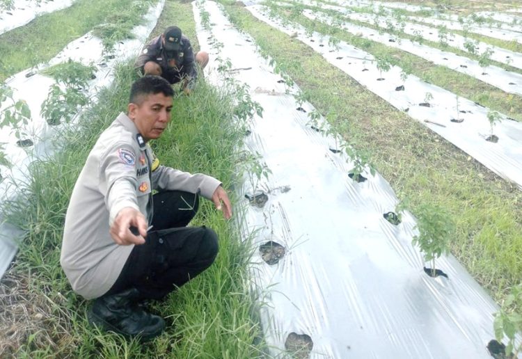 Bhabinkamtibmas Polsek Sendana Polres Majene Dorong Petani Cabai Tingkatkan Produktivitas Hasil Panen