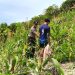 Sinergi Polri dan Petani, Bhabinkamtibmas Polsek Banggae Polres Majene Sambangi Petani Jagung di Buttu Samang