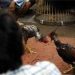 VIRAL DULU, DIBAKAR KEMUDIAN: Arena Judi Sabung Ayam di Wajo Baru Ditindak Setelah Disorot Media