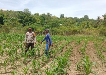 Bhabinkamtibmas Polsek Banggae Polres Majene Turun ke Ladang, Ajak Petani Tingkatkan Produksi Jagung