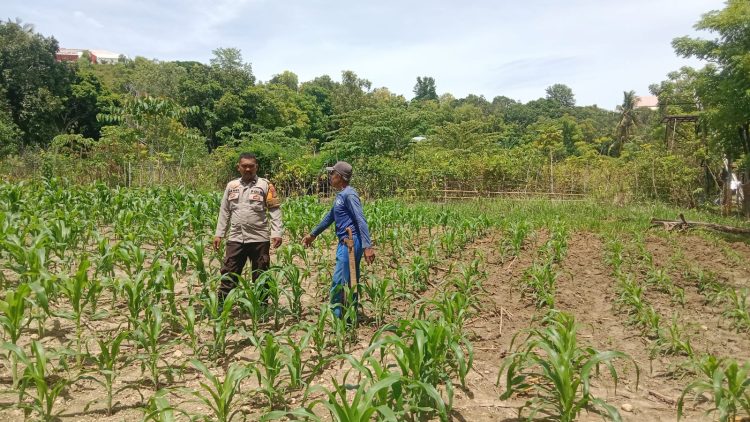 Bhabinkamtibmas Polsek Banggae Polres Majene Turun ke Ladang, Ajak Petani Tingkatkan Produksi Jagung