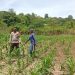 Bhabinkamtibmas Polsek Banggae Polres Majene Turun ke Ladang, Ajak Petani Tingkatkan Produksi Jagung