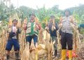 Perkuat Ketahanan Pangan Tingkat Desa, Bhabinkamtibmas Polsek Sendana Panen Jagung Bersama Kelompok Tani Bunga Tajong