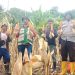 Perkuat Ketahanan Pangan Tingkat Desa, Bhabinkamtibmas Polsek Sendana Panen Jagung Bersama Kelompok Tani Bunga Tajong