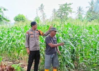 Bhabinkamtibmas Polsek Malunda Pantau Ladang Jagung Poktan Buradolong, Panen Diproyeksikan Capai 2 Ton