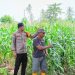 Bhabinkamtibmas Polsek Malunda Pantau Ladang Jagung Poktan Buradolong, Panen Diproyeksikan Capai 2 Ton