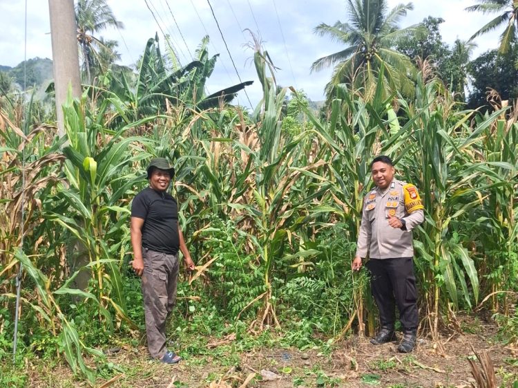 Perkuat Ketahanan Pangan, Bhabinkamtibmas Polsek Pamboang Dampingi Petani Panen Jagung