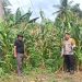 Perkuat Ketahanan Pangan, Bhabinkamtibmas Polsek Pamboang Dampingi Petani Panen Jagung