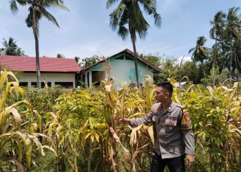 Pastikan Ketahanan Pangan Nasional, Bhabinkamtibmas Polsek Banggae Pantau Jagung Poktan Copala Jelang Panen Maret 2026