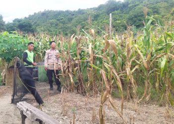 Pantau Langsung Lahan Jagung Binaan, Bhabinkamtibmas Polsek Banggae Dorong Ketahanan Pangan di Galung Utara Majene