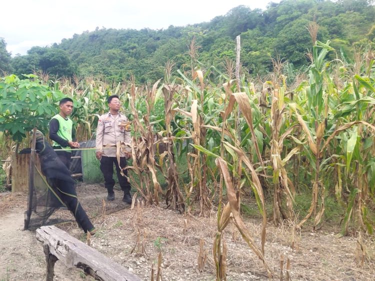 Pantau Langsung Lahan Jagung Binaan, Bhabinkamtibmas Polsek Banggae Dorong Ketahanan Pangan di Galung Utara Majene