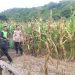 Pantau Langsung Lahan Jagung Binaan, Bhabinkamtibmas Polsek Banggae Dorong Ketahanan Pangan di Galung Utara Majene