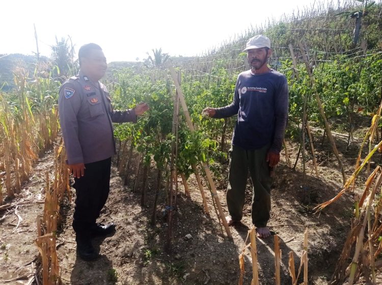 Bhabinkamtibmas Polsek Pamboang Tinjau Lahan Tomat, Dorong Produktivitas Petani Demi Ketahanan Pangan Nasional