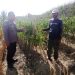 Bhabinkamtibmas Polsek Pamboang Tinjau Lahan Tomat, Dorong Produktivitas Petani Demi Ketahanan Pangan Nasional