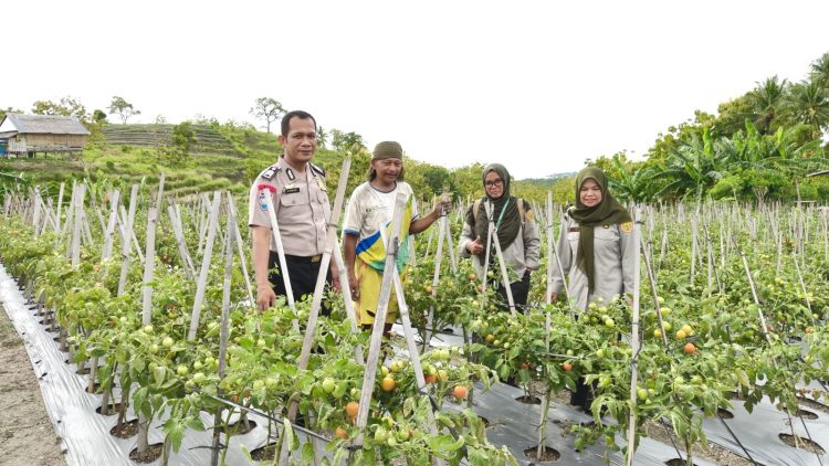 Pastikan Hasil Panen Maksimal, Bhabinkamtibmas Polsek Banggae Polres Majene Turun Langsung Tinjau Perkebunan Tomat di Tande