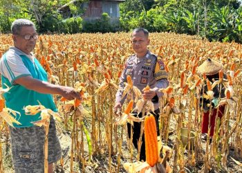 Sukseskan Ketahanan Pangan, Bhabinkamtibmas Polsek Banggae Polres Majene Panen Jagung Bersama Warga Buttu