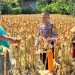 Sukseskan Ketahanan Pangan, Bhabinkamtibmas Polsek Banggae Polres Majene Panen Jagung Bersama Warga Buttu
