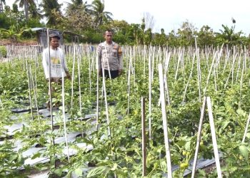 Dukung Swasembada Pangan, Bhabinkamtibmas Polsek Banggae Polres Majene Pantau Perkebunan Tomat di Kelurahan Tande