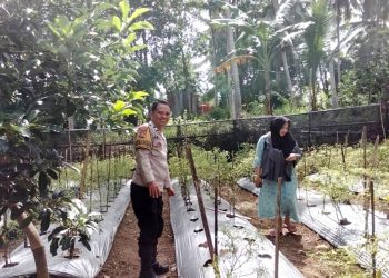 Dukung Ketahanan Pangan, Bhabinkamtibmas Polsek Banggae Kontrol Kebun Cabai P2B di Baruga Dhua