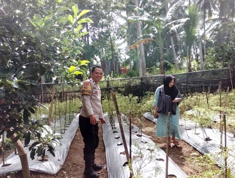 Dukung Ketahanan Pangan, Bhabinkamtibmas Polsek Banggae Kontrol Kebun Cabai P2B di Baruga Dhua