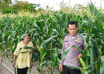 Bhabinkamtibmas Polsek Banggae Pantau Jagung Manis Kelompok Tani Sipatuo, Pastikan Sukses Swasembada Pangan